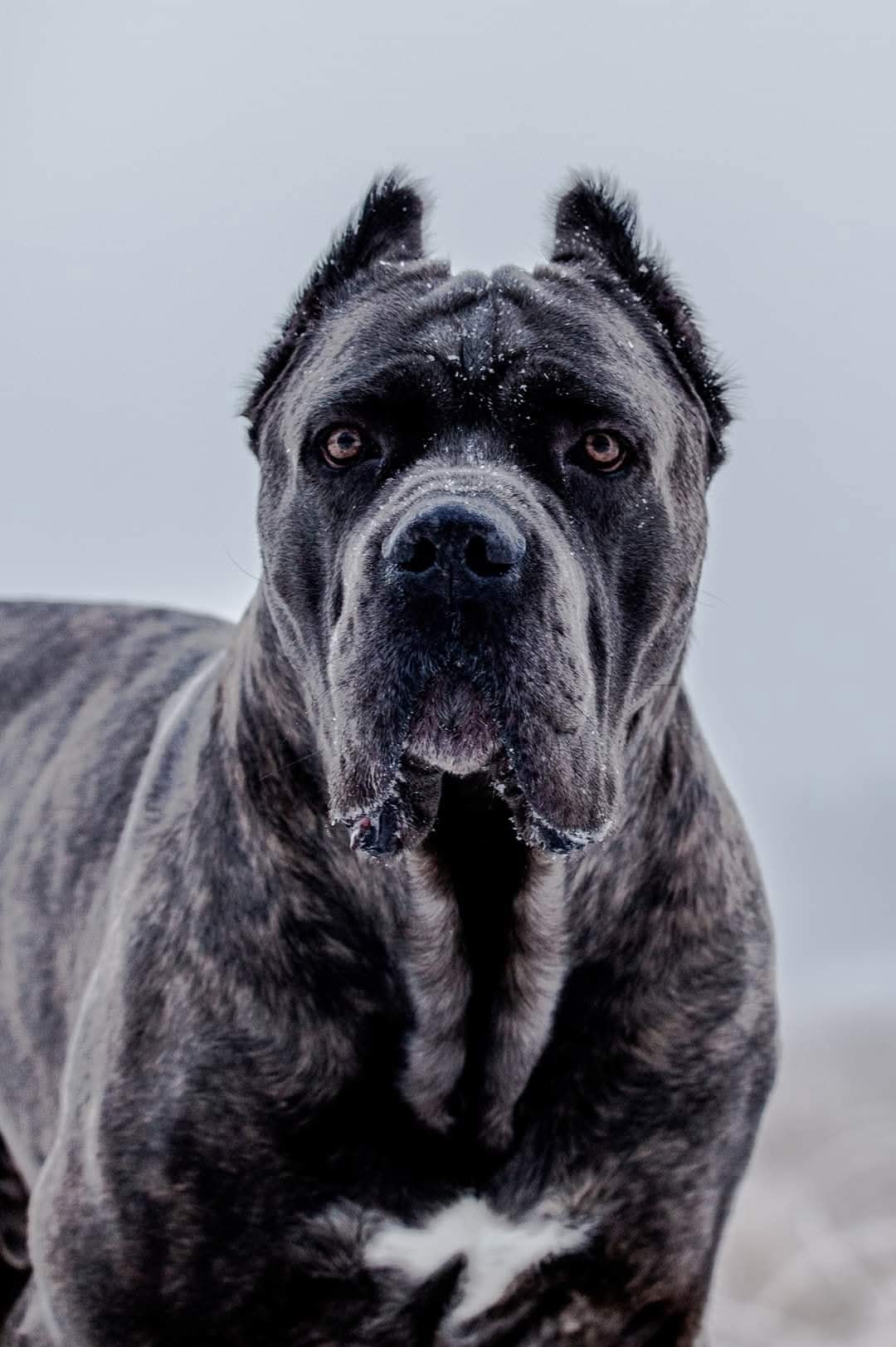 Blue brindle Cane Corso portrait