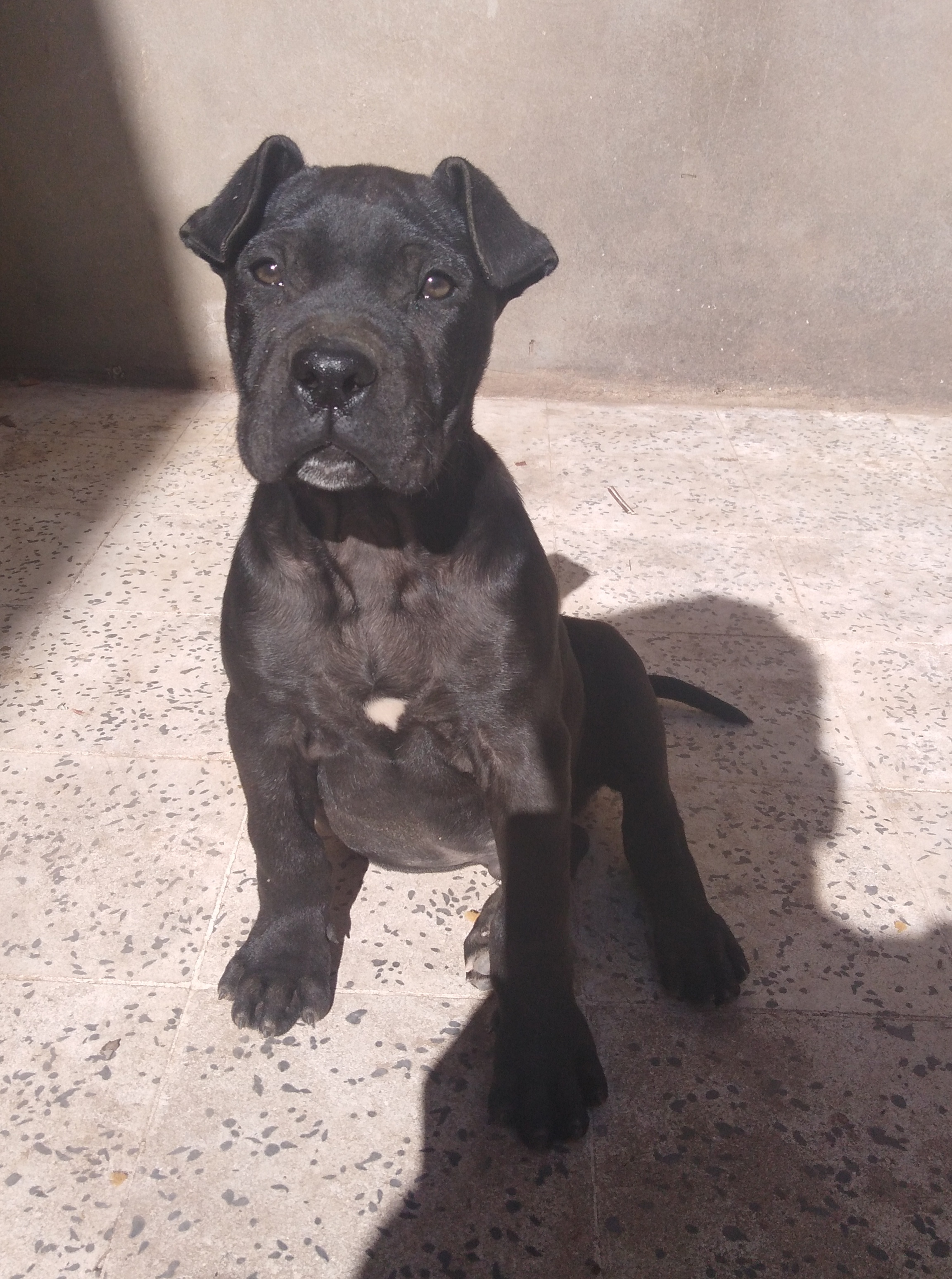 Cane Corso puppy portrait