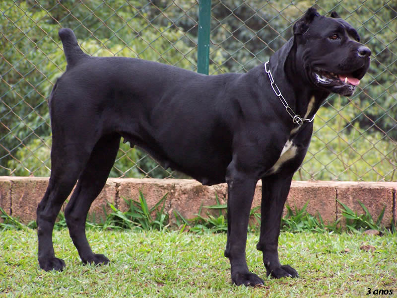 Cane Corso in profile, with anatomy callouts